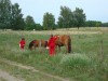 Viele Pferde auf den Weiden von Zislow