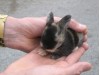 ein kleines kuschliges Kaninchen