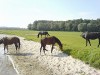 Reiterhof für Pferdefreunde in unmittelbarer Nähe