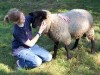 Unsere Schafe sind 100% Kinderlieb.